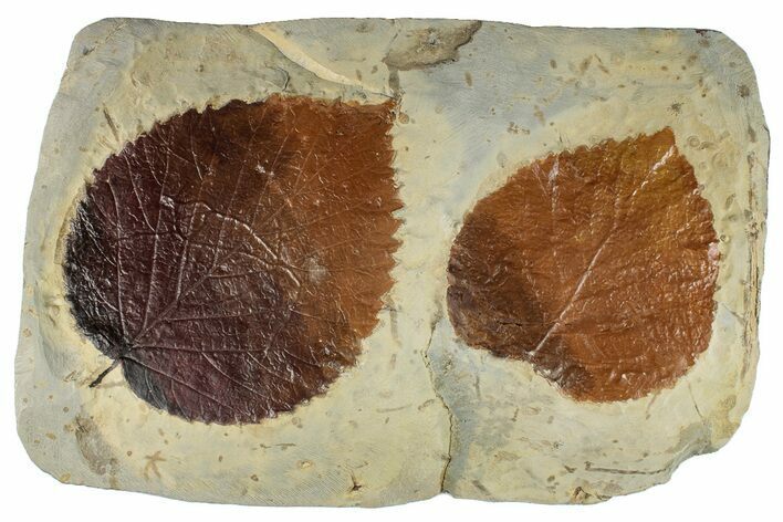 Plate with Two Fossil Leaves (Davidia) - Montana #268309